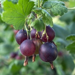 Coltivare Frutti di Bosco - Vivai Piante Gabbianelli