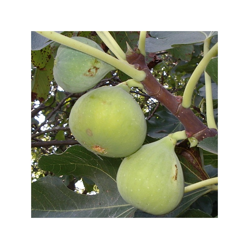 Fico Verdone (Ficus Carica)