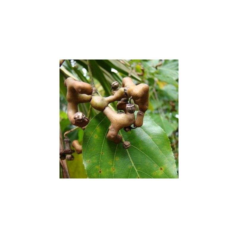 Albero dell'uva passa (Hovenia dulcis)