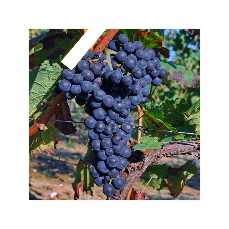 Vite da vino Aleatico (Vitis vinifera)