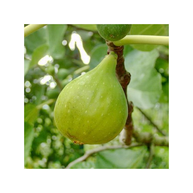 Fico Troiano (Ficus Carica)