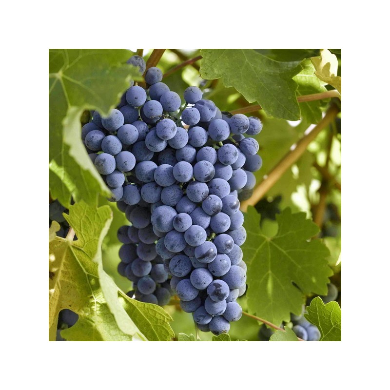 Barbatelle Cabernet sauvignon (Vitis vinifera)