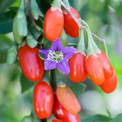 Trappola moscerino piccoli frutti Vendita Online - Vivai Piante Gabbianelli