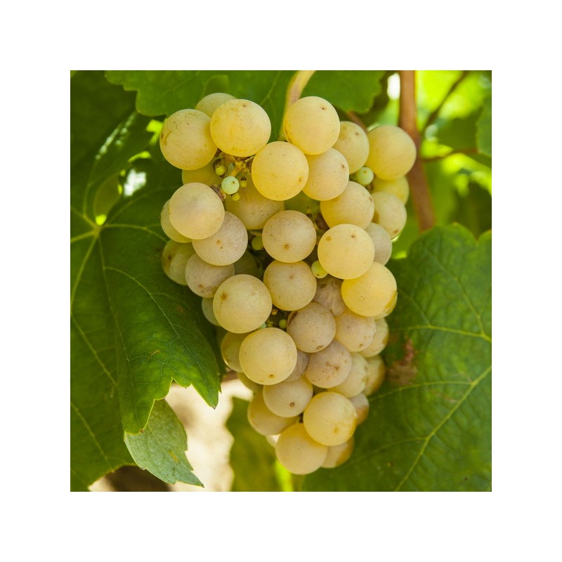 Vite da tavola Citrina Moscato bianco (Vitis vinifera)