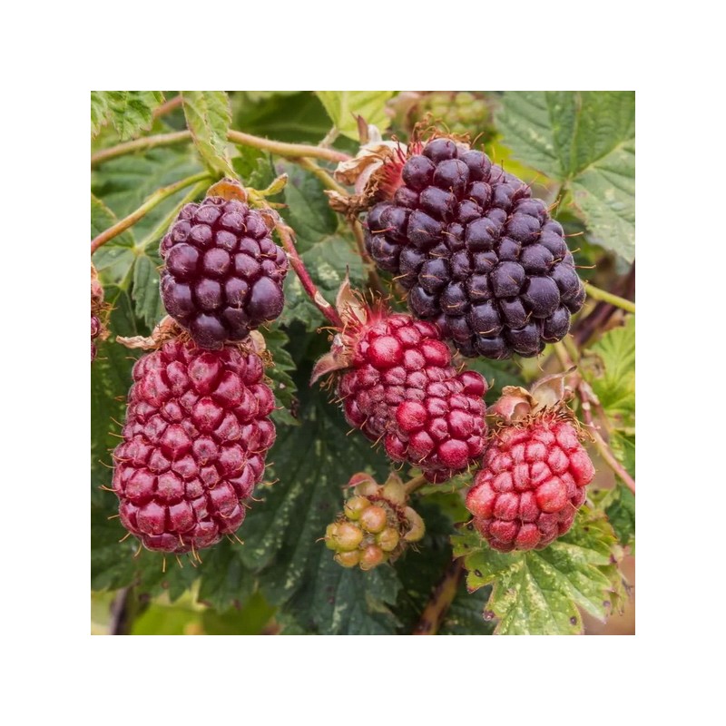 Boysenberry (ibrido mora-lampone) (Rubus idaeus x Rubus ulmifolius)