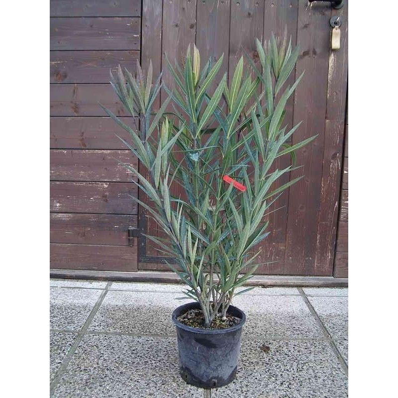 Oleandro (Nerium Oleander) - BIANCO