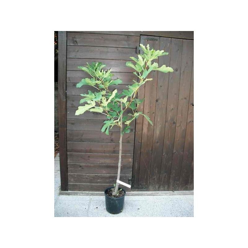 Fico Verdone (Ficus Carica)