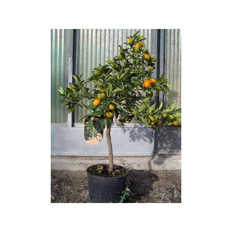 Kumquat (Fortunella Margarita)