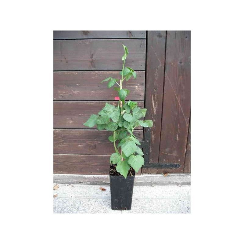 Boysenberry (ibrido mora-lampone) (Rubus idaeus x Rubus ulmifolius)