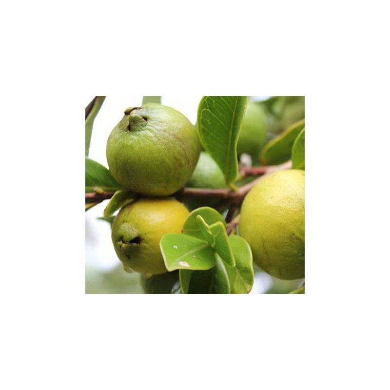 Guava gialla (Psidium cattleianum Lucidum)