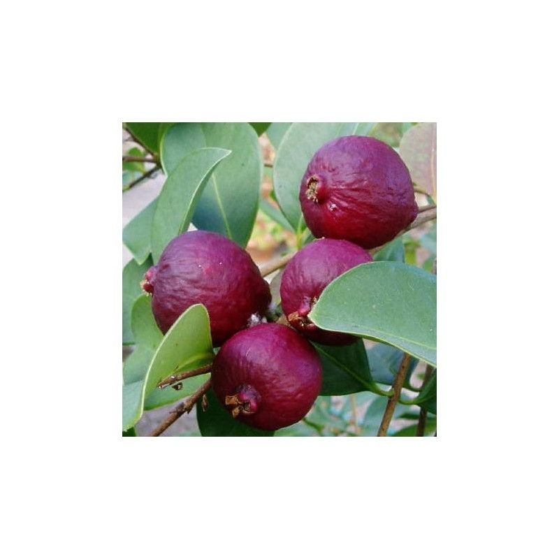 Guava fragola (Psidium cattleianum)