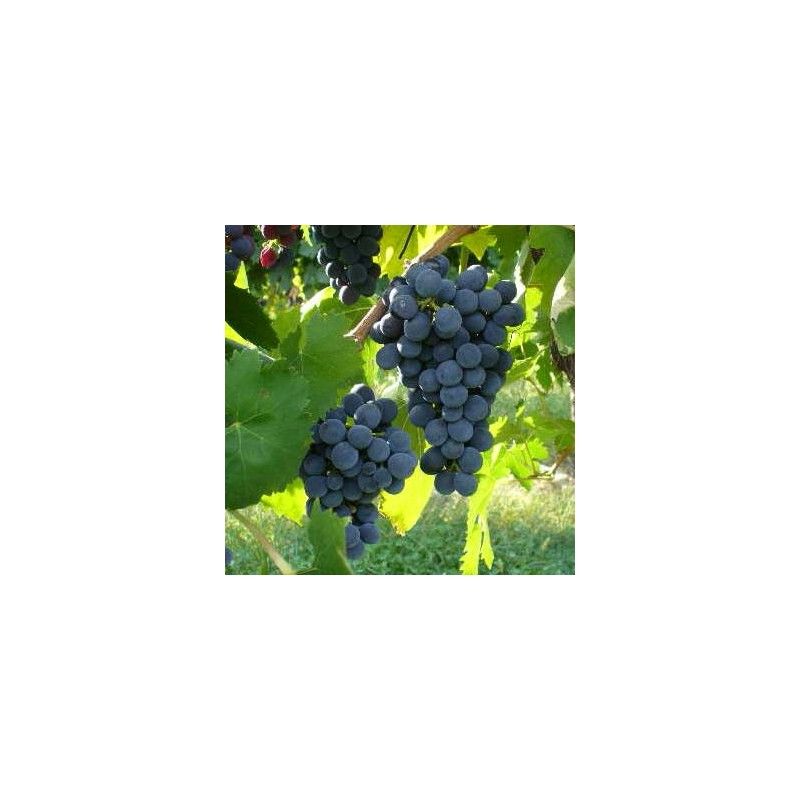 Barbatelle Montepulciano (Vitis vinifera)